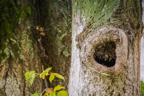木の中の空洞 — ストック写真