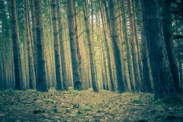 Çam ormanı bahar sabah Retro — Stok fotoğraf