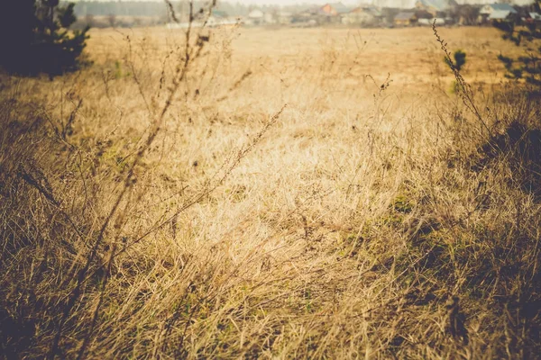 Весенний сухой грасс-ретро — стоковое фото