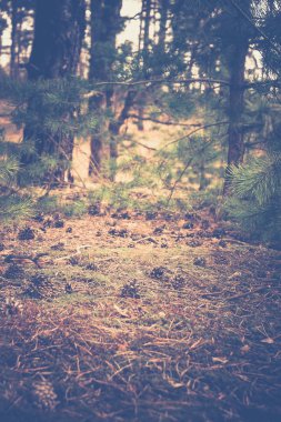 Bahar çam ormanı sabah Retro