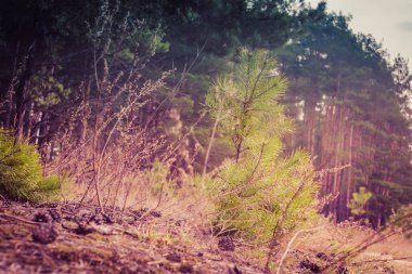 Bahar çam ormanı sabah Retro