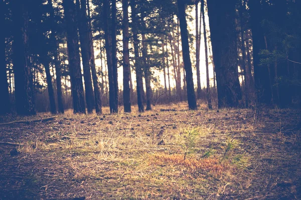 Primavera pinheiro floresta manhã retro — Fotografia de Stock