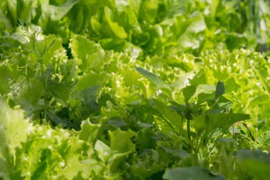 taze salata yaprakları