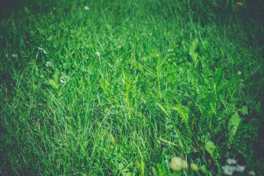 Yeşil çim makro Retro