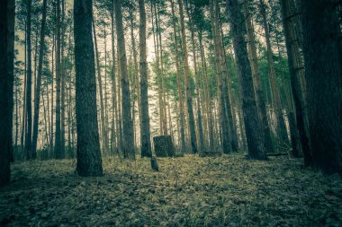 Çam ormanı bahar sabah Retro