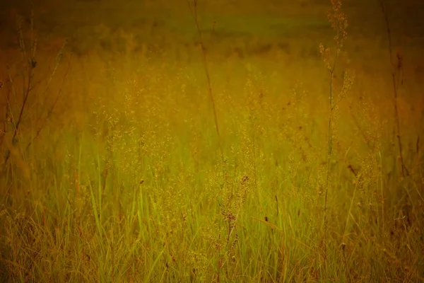 Grüner Rasen Retro — Stockfoto