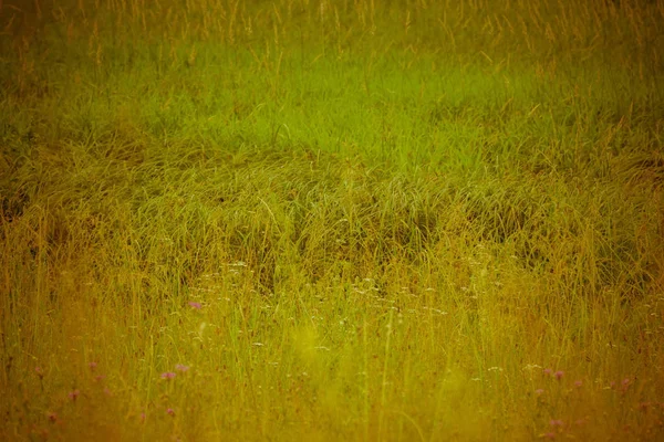 Green Grass Lawn Retro — Stock Photo, Image