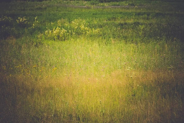 緑の草の芝生レトロ — ストック写真