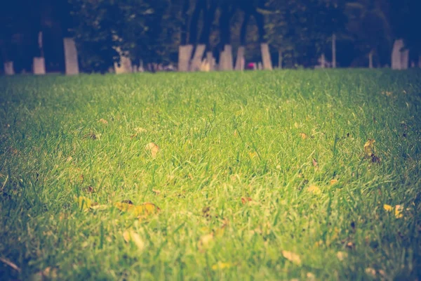 Green Grass Macro Retro — Stock Photo, Image