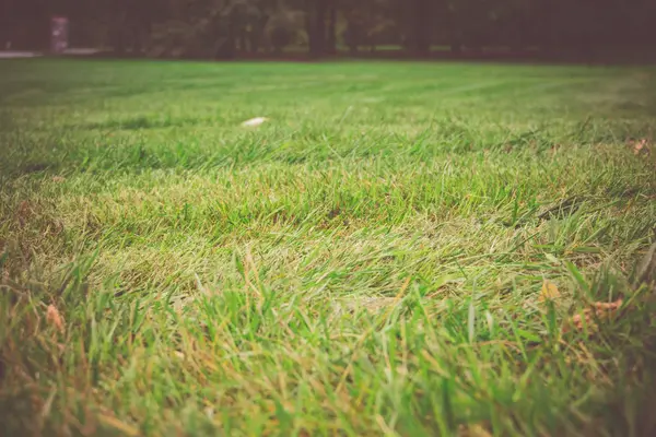 Green Grass Macro Retro — Stock Photo, Image