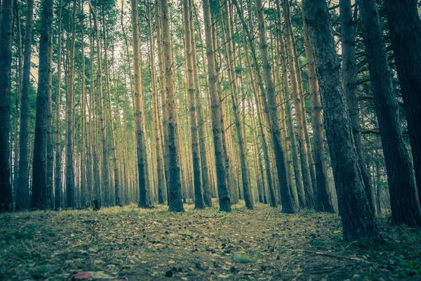 Pine skogen våren morgonen Retro — Stockfoto