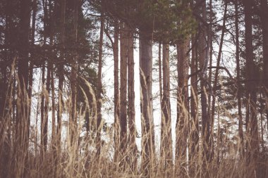 Bahar çam ormanı sabah Retro