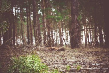 Bahar çam ormanı sabah Retro