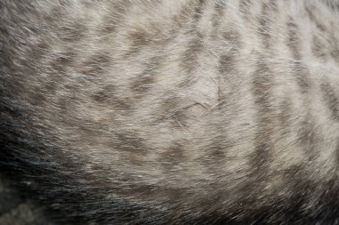 Tekir kedi kürk makro çizgili