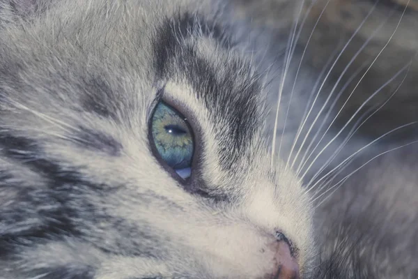 Zaprawa murarska kotek pasiasty piękny portret Retro — Zdjęcie stockowe