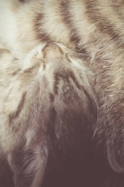 Randig Tabby kattunge porträtt Retro — Stockfoto