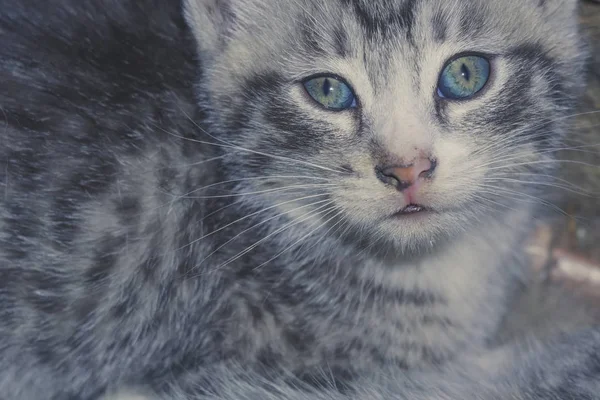 Striped Tabby Kitten Portrait Retro — Stock Photo, Image