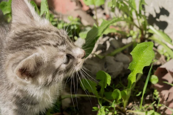 縞模様の平織り子猫の肖像 — ストック写真