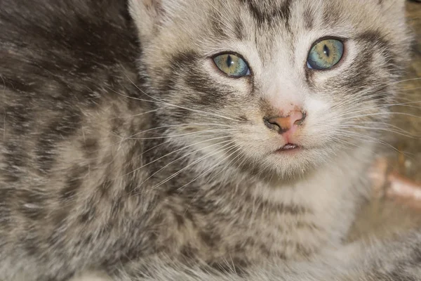 Retrato de gatito de tabby rayado —  Fotos de Stock