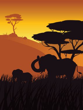 Fil ile Afrika günbatımı