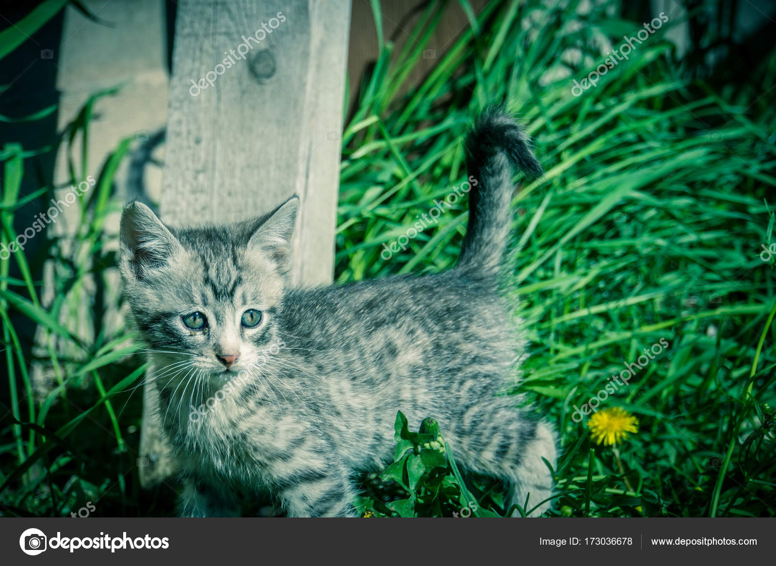 Chat Noir Et Blanc Sur Herbe Verte Photographie Artshock C Chat Noir Et Blanc Sur Herbe Verte Photographie Artshock C