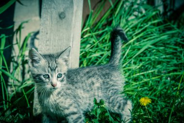 Şirin Gri kedi Retro