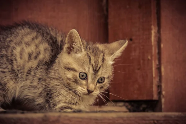 Cute Grey Kitten Retro — Stock Photo, Image