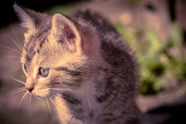 Cute Grey Kitten Retro — Stock Photo, Image