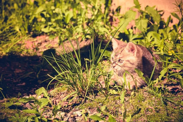 Bonito cinza gatinho retro — Fotografia de Stock