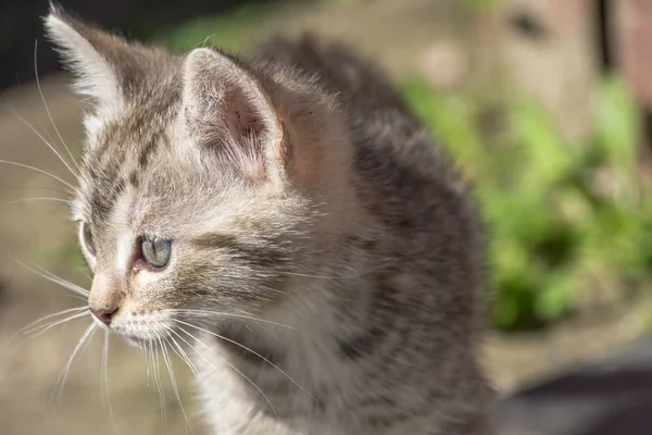 Chaton gris mignon — Photo