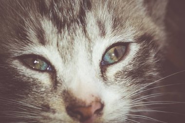 Tabby yavru kedi portre Retro çizgili