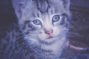 Tabby yavru kedi portre Retro çizgili