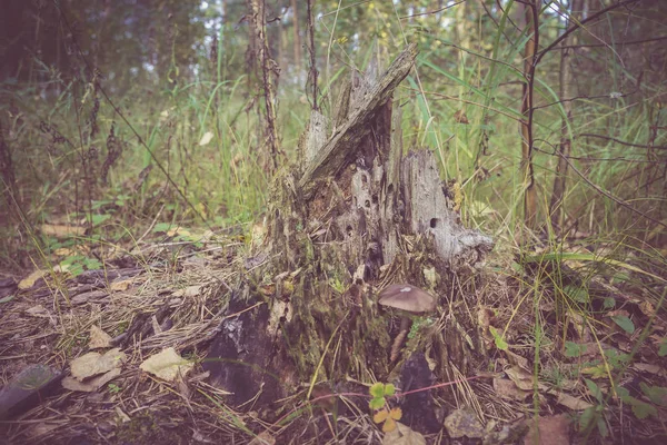 Stump místico na floresta retro — Fotografia de Stock