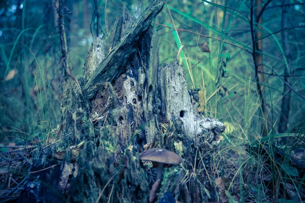 Mystic Stump dans la forêt Rétro — Photo