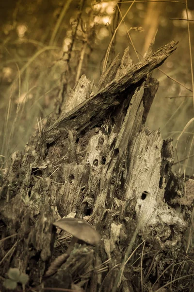 Stump místico na floresta retro — Fotografia de Stock