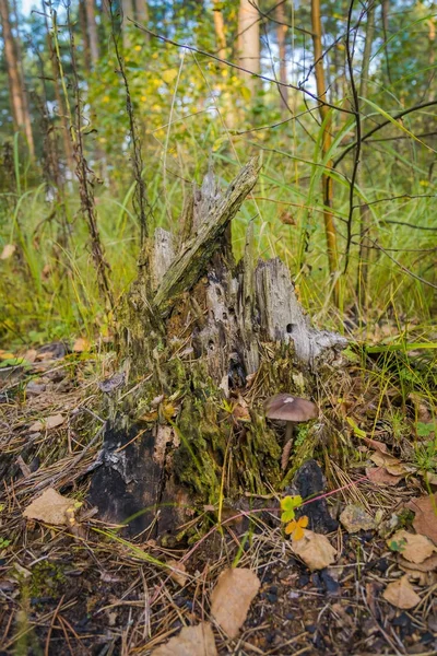 Мистический пень в лесу — стоковое фото