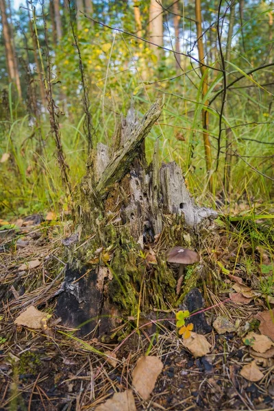 Stump místico na floresta — Fotografia de Stock