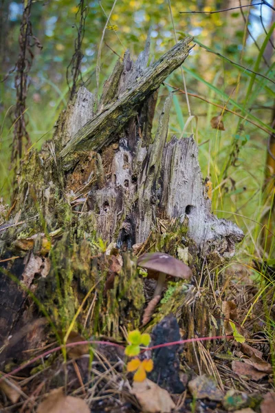 Ceppo mistico nella foresta — Foto Stock