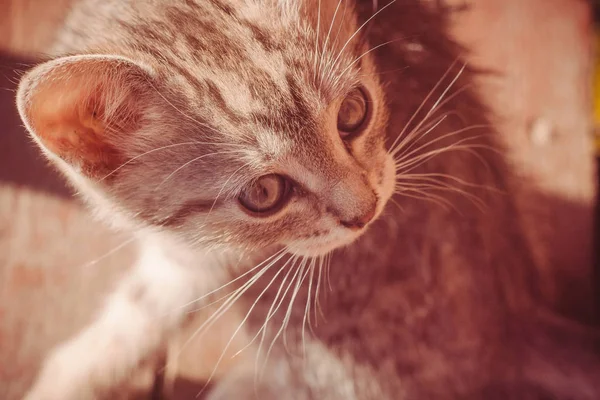 Gestreepte Tabby Kitten portret Retro — Stockfoto