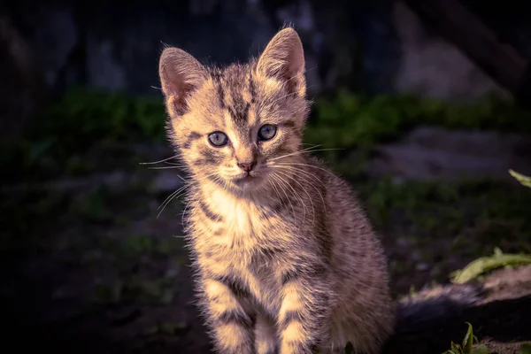 Cute Grey Kitten Retro — Stock Photo, Image