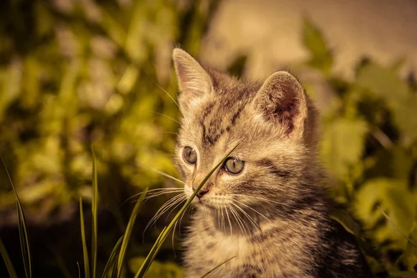 Cute Grey Kitten Retro — Stock Photo, Image