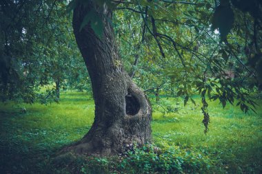 Yeşil Park Retro ağaçlarda yamuk
