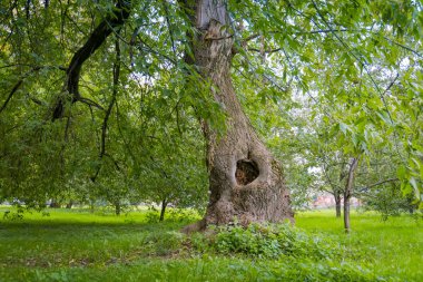 Yeşil ağaçlar parkta yamuk
