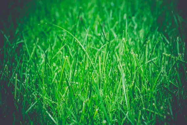 Groen gras gazon Retro — Stockfoto