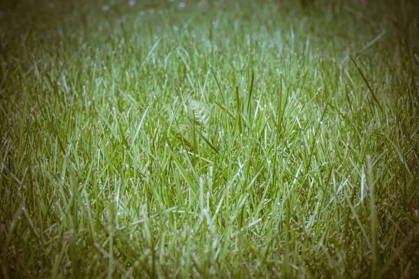 Grama verde gramado retro — Fotografia de Stock