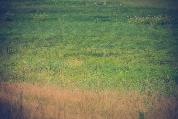 Yeşil çim çim Retro