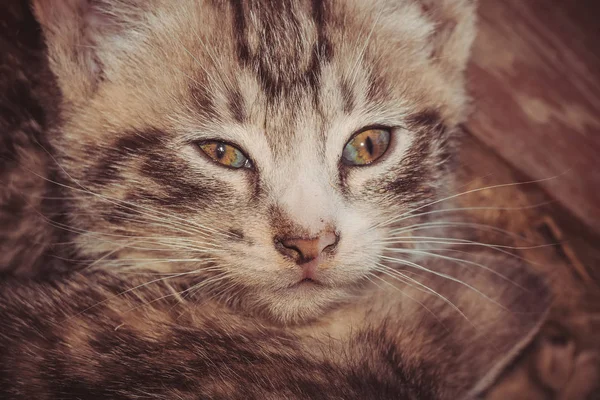 Retrô de retrato de gatinho listrado Tabby — Fotografia de Stock