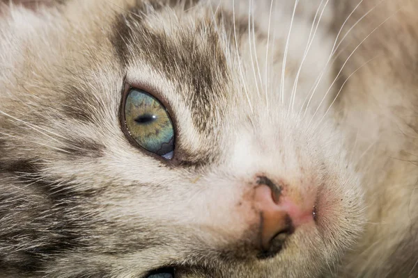 Gestreepte Tabby Kitten portret — Stockfoto