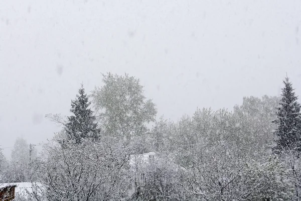 Stromy v sněžení — Stock fotografie