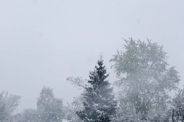 Árvores em queda de neve — Fotografia de Stock